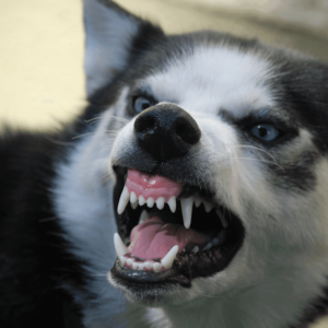 Gebeten door een hond.