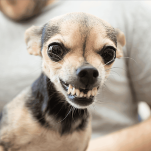 Gebeten door een hond